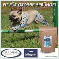 CollaSprint 250g | Collagen mit Hyaluronsäure für Hunde